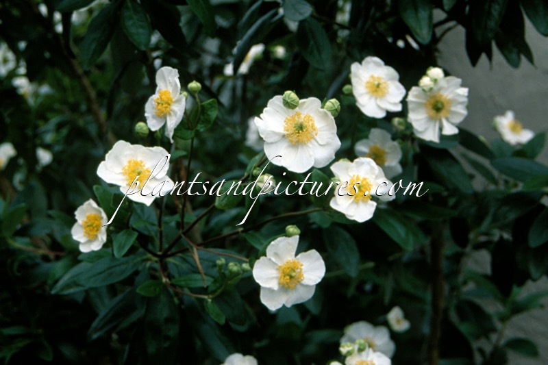 Carpenteria californica