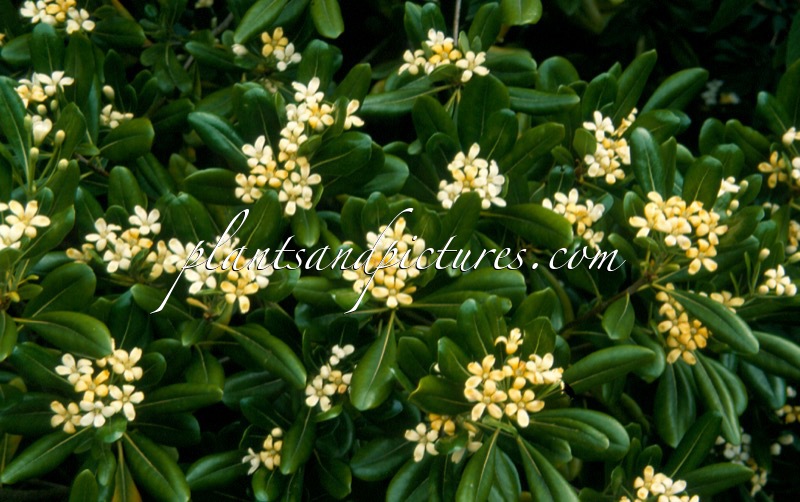 Pittosporum tobira