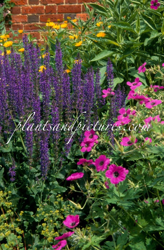 Salvia nemorosa ‘Mainacht’