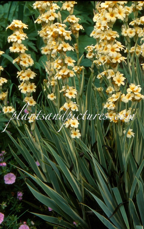 Sisyrinchium striatum ‘Aunt May’