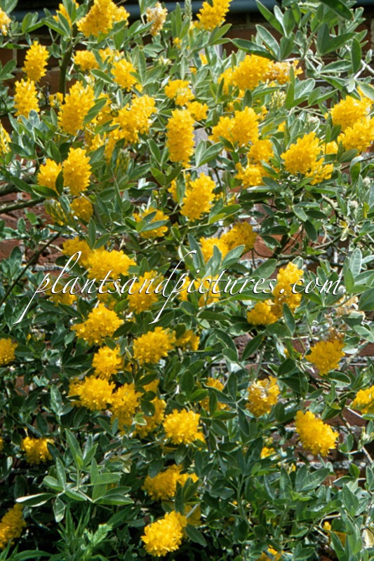 Argyrocytisus battandieri