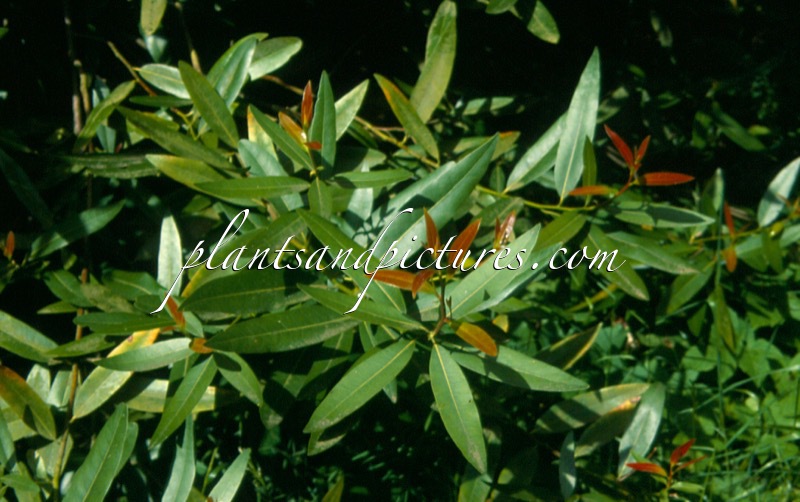 Umbellularia californica