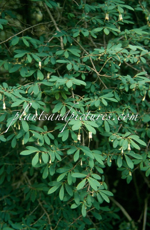 Lonicera saccata