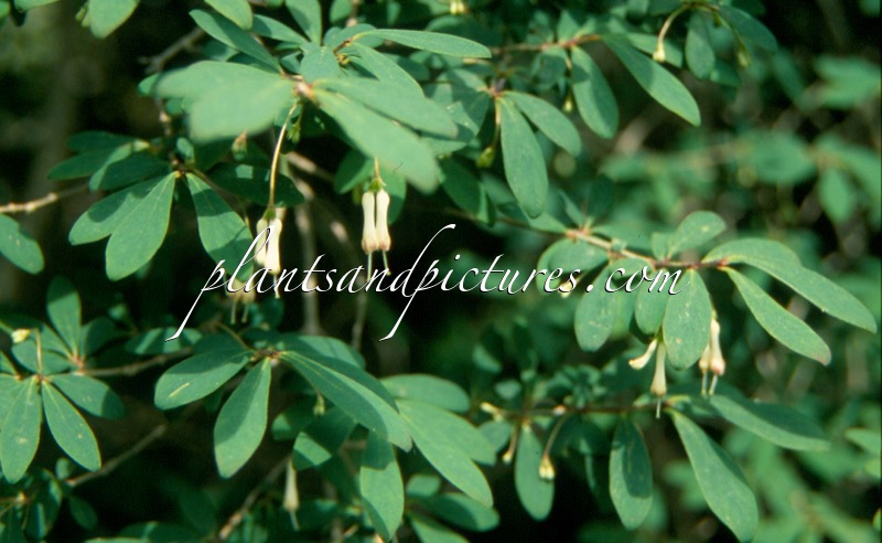 Lonicera saccata