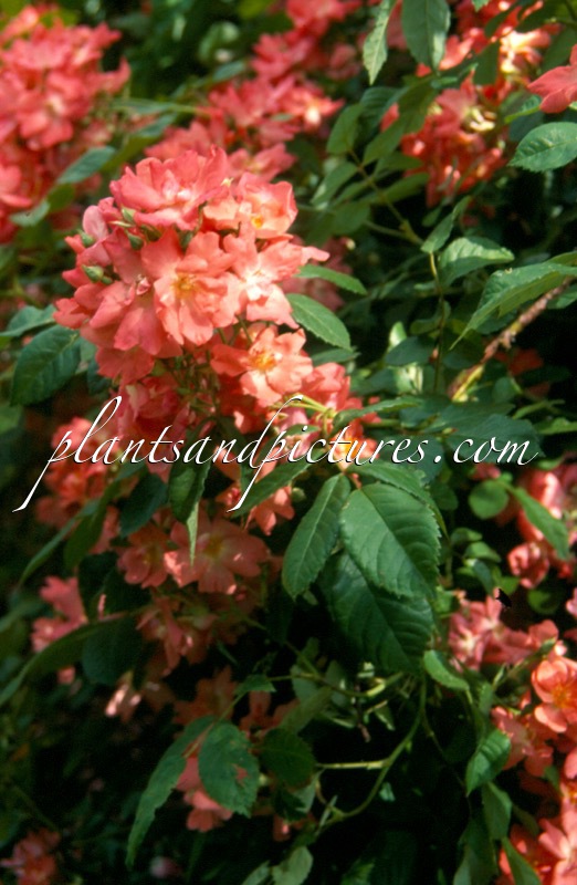 Rosa ‘Leo’s Eye’