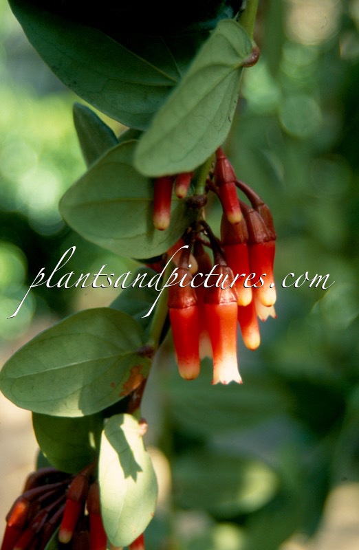 Macleania cordata