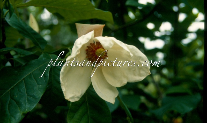 Magnolia ‘Charles Coates’