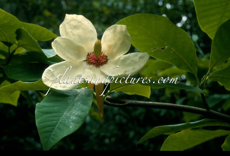 Magnolia ‘Charles Coates’