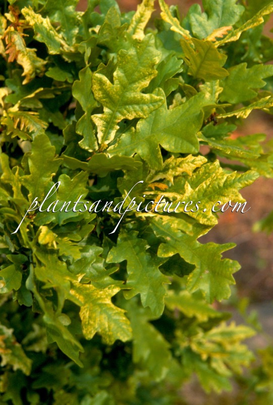 Quercus robur ‘Fenessii’