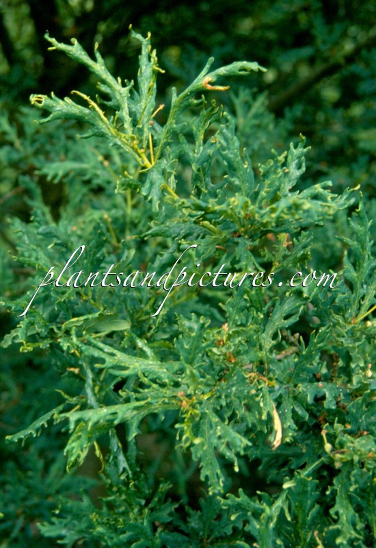 Quercus robur ‘Fenessii’