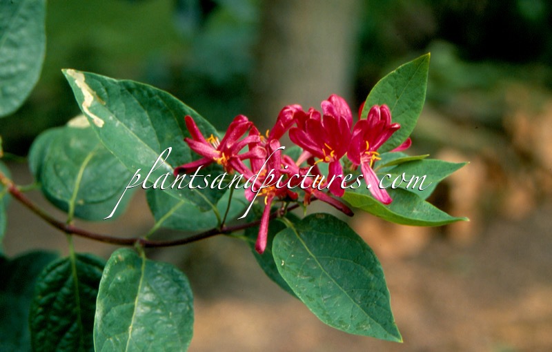 Lonicera tatarica ‘Arnold Red’