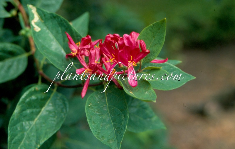 Lonicera tatarica ‘Arnold Red’