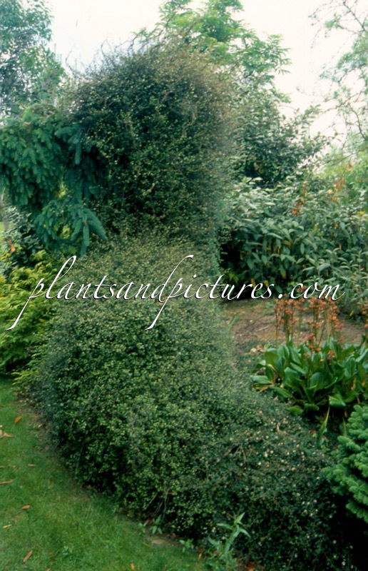 Muehlenbeckia complexa