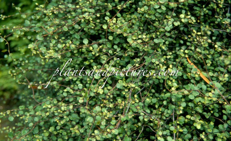 Muehlenbeckia complexa