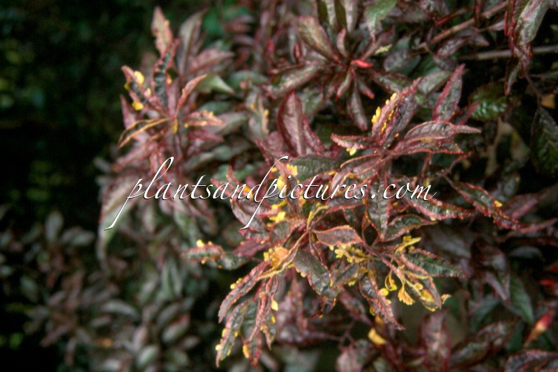 Prunus cerasifera ‘Hessei’