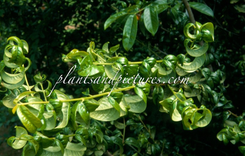 Prunus laurocerasus ‘Camelliifolia’