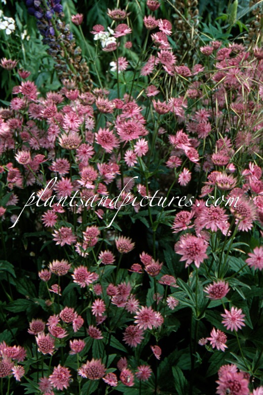 Astrantia major ‘Roma’