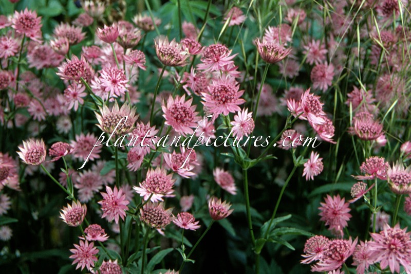 Astrantia major ‘Roma’