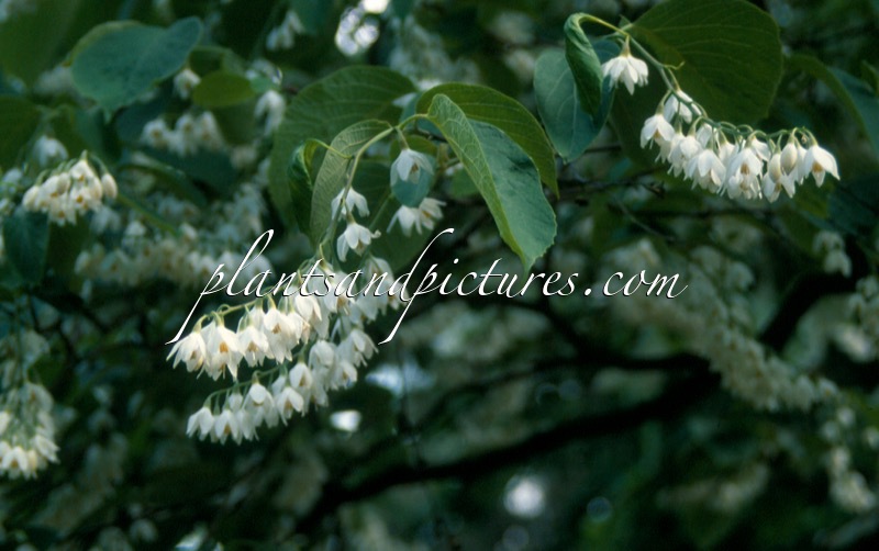 Styrax obassia