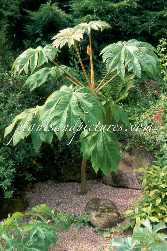 Tetrapanax papyrifer