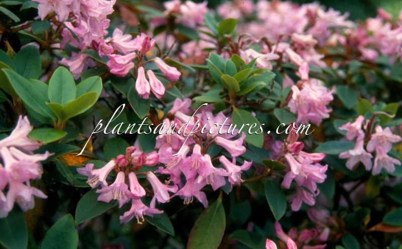 Rhododendron ferrugineum