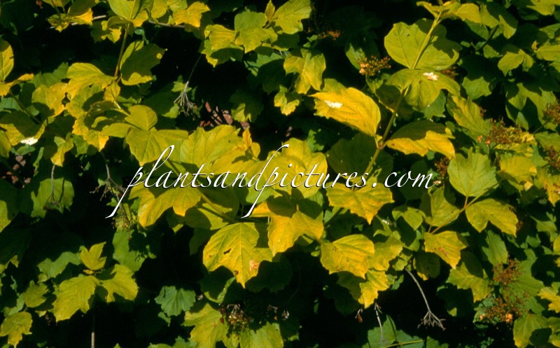 Viburnum opulus ‘Sunshine’