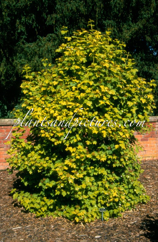 Viburnum opulus ‘Sunshine’