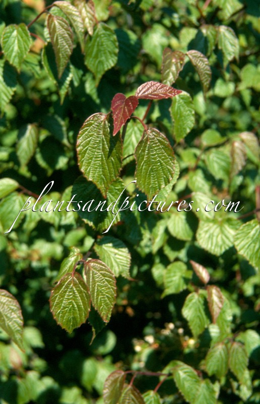 Viburnum betulifolium ‘Hohuanshan’ (BSWJ 3200)