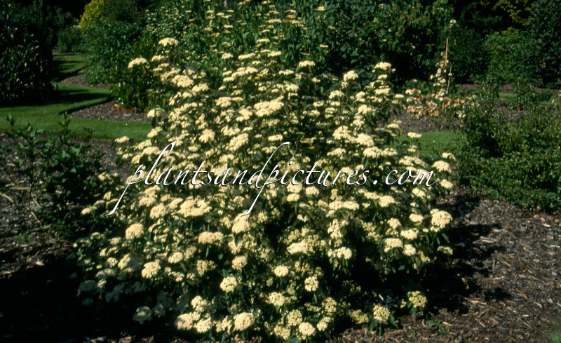 Viburnum dilatatum ‘Sealing Wax’