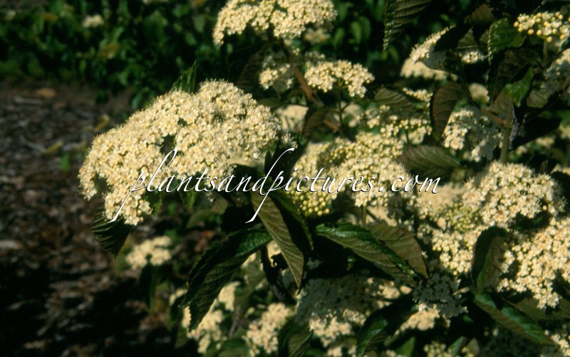 Viburnum dilatatum ‘Sealing Wax’