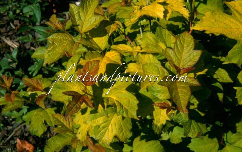 Viburnum opulus ‘Harvest Gold’