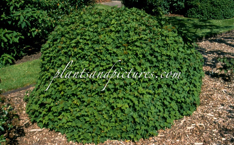 Viburnum opulus ‘Nanum’