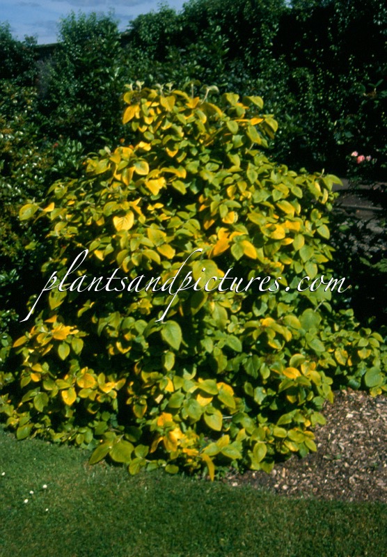 Viburnum lantana ‘Aureum’