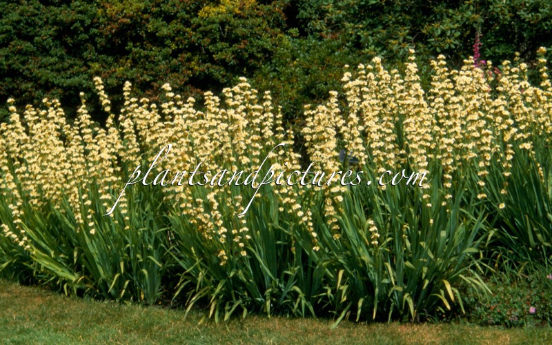 Sisyrinchium striatum