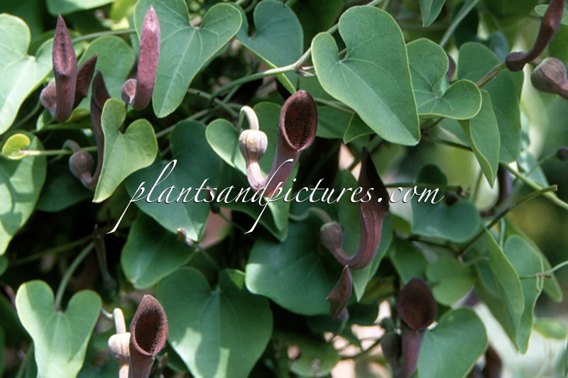 Aristolochia baetica