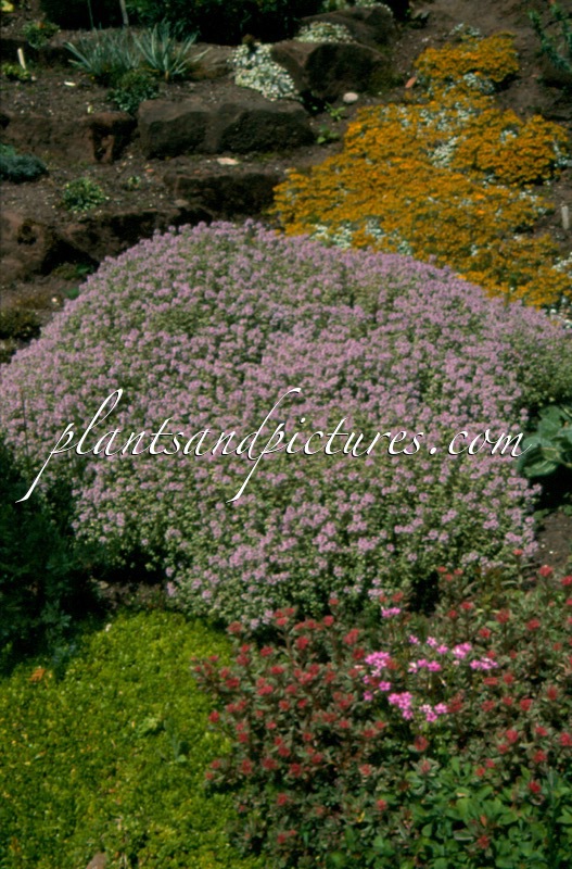 Thymus citriodorus ‘Silver Queen’