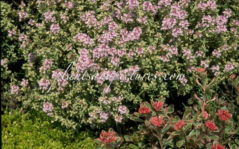 Thymus citriodorus ‘Silver Queen’