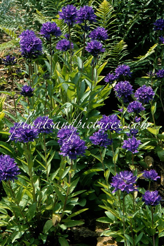 Campanula glomerata