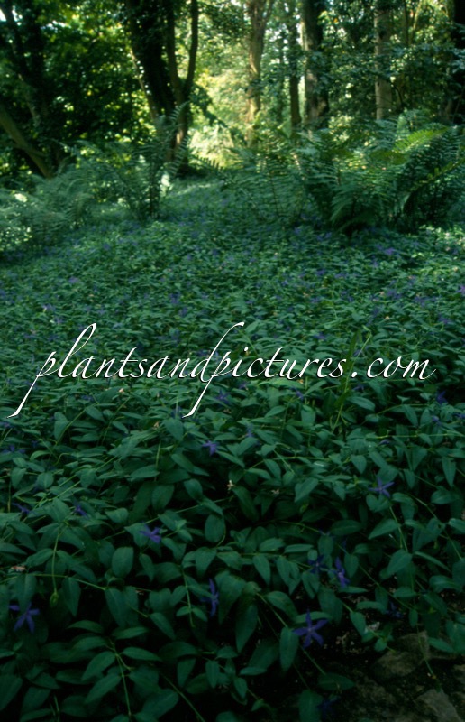 Vinca major