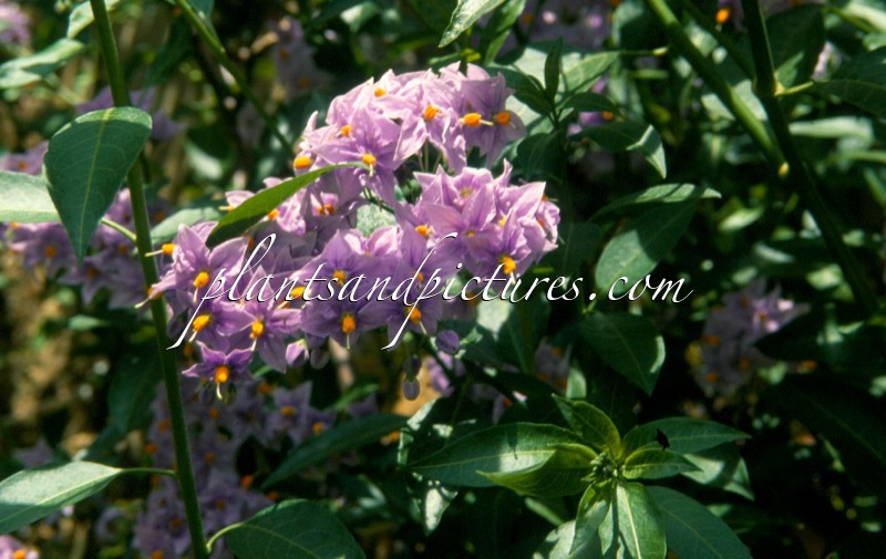 Solanum crispum ‘Glasnevin’