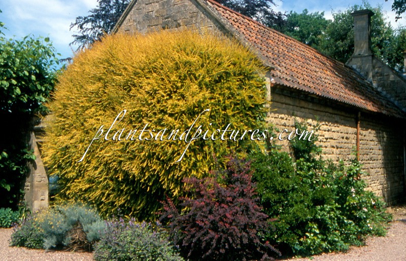 Lonicera nitida ‘Baggesen’s Gold’