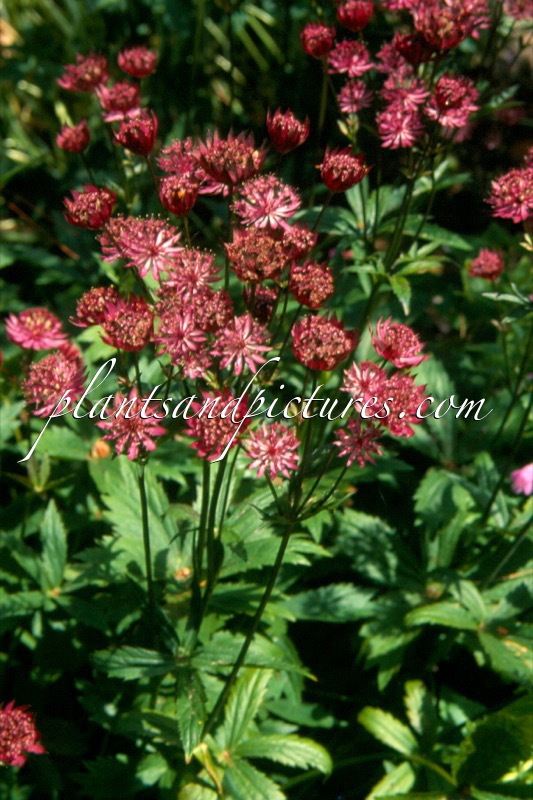 Astrantia major ‘Ruby Wedding’