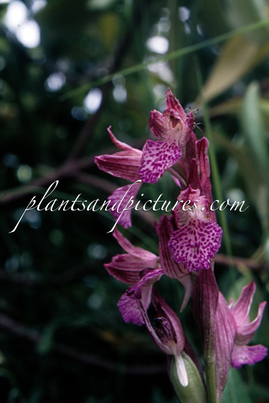 Orchis papilionacea var. grandiflora