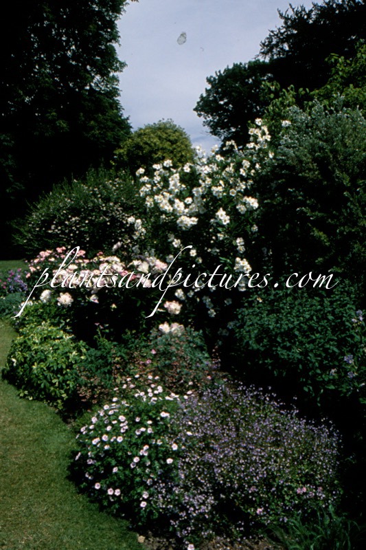 Carpenteria californica