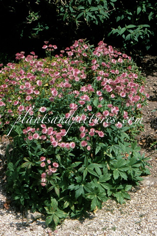 Astrantia major ‘Roma’
