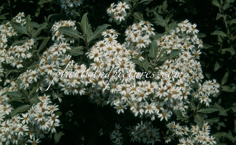 Olearia matthewsii