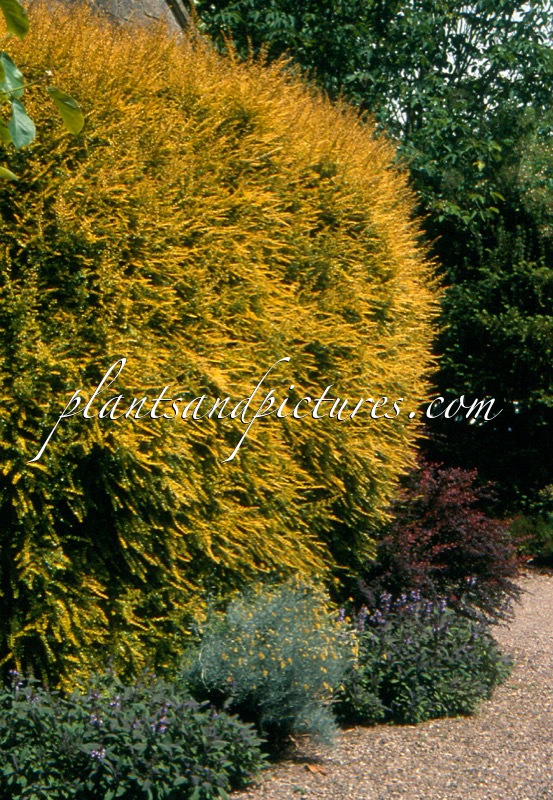 Lonicera nitida ‘Baggesen’s Gold’