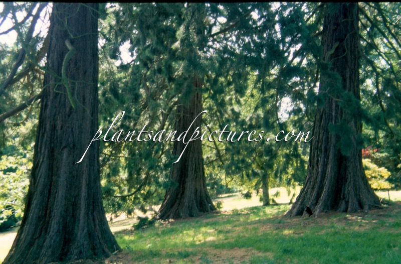 Sequoiadendron giganteum