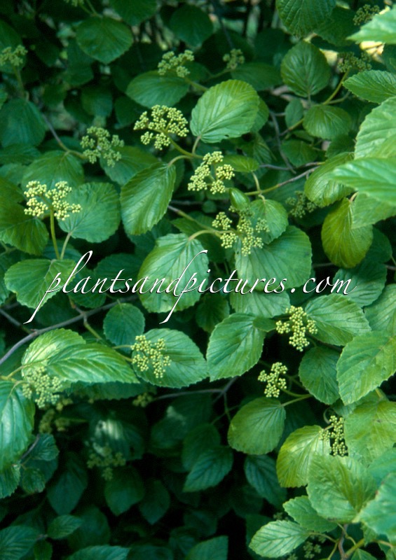 Viburnum molle