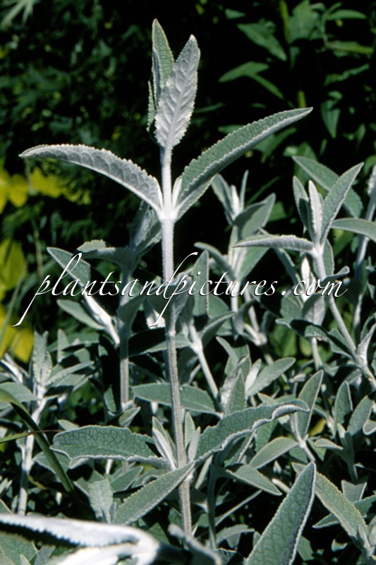 Buddleja ‘Morning Mist’ (SILVER ANNIVERSARY)